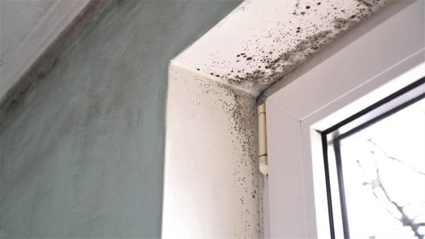 Forensic Mold Investigation in Port Richey, FL